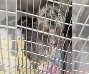 Mutt Dogs for adoption in Decatur, IL, USA