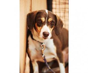 Beagle Dogs for adoption in Kanab, UT, USA