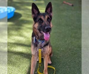German Shepherd Dog-Unknown Mix Dogs for adoption in Las Vegas, NV, USA
