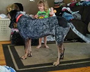 Bluetick Coonhound Dogs for adoption in Marine City, MI, USA