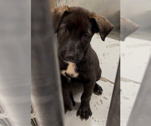 German Shepherd Dog-Unknown Mix Dogs for adoption in Conroe, TX, USA