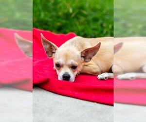 Medium Photo #1 Beagle-Unknown Mix Puppy For Sale in El Cajon, CA, USA