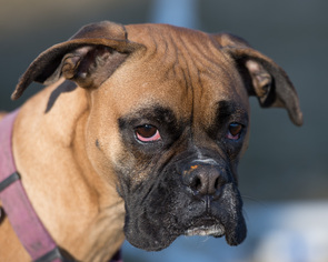 Boxer Dogs for adoption in Howell, MI, USA
