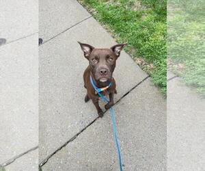 American Staffordshire Terrier-Eurasier Mix Dogs for adoption in Front Royal, VA, USA