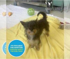 Australian Terrier-Unknown Mix Dogs for adoption in Santa Cruz, CA, USA