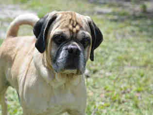 Puggle Dogs for adoption in Fort Lauderdale, FL, USA