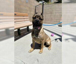 Mutt Dogs for adoption in Salinas, CA, USA