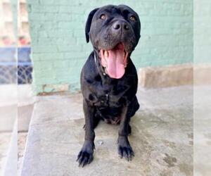 Bullmastiff Dogs for adoption in Roanoke, VA, USA