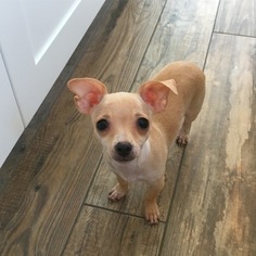 Medium Photo #1 Chihuahua-Unknown Mix Puppy For Sale in Denton, TX, USA