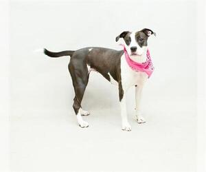 American Pit Bull Terrier Dogs for adoption in Sanford, FL, USA