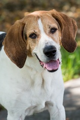 English Foxhound Dogs for adoption in Miami, FL, USA