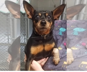 Miniature Pinscher Dogs for adoption in Hanover, PA, USA