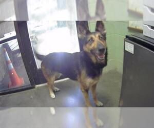 German Shepherd Dog Dogs for adoption in Tulsa, OK, USA
