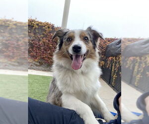 Australian Shepherd-Unknown Mix Dogs for adoption in Elk Grove, CA, USA
