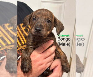 Mutt Dogs for adoption in Evansville, IN, USA