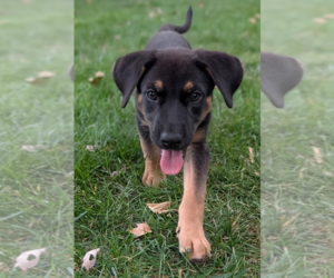 German Shepherd Dog Dogs for adoption in Kansas City, MO, USA