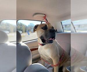 Mastiff Dogs for adoption in Bullard, TX, USA