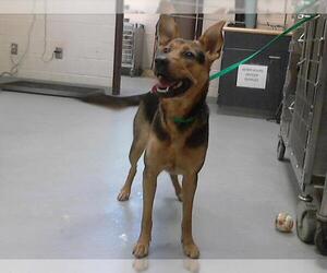 German Shepherd Dog Dogs for adoption in Fayetteville, NC, USA