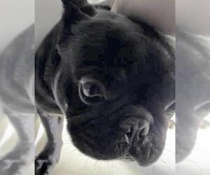 French Bulldog Dogs for adoption in Houston, TX, USA