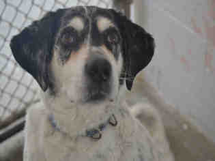 Bluetick Coonhound-Labrador Retriever Mix Dogs for adoption in Bowling Green, OH, USA