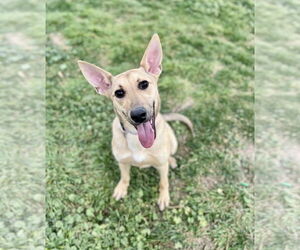 Mutt Dogs for adoption in Sandy, UT, USA