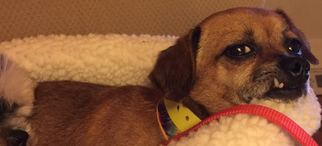 Chiweenie Dogs for adoption in Roanoke, VA, USA