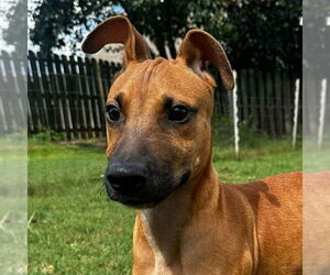 Carolina Dog-Unknown Mix Dogs for adoption in Canton, CT, USA
