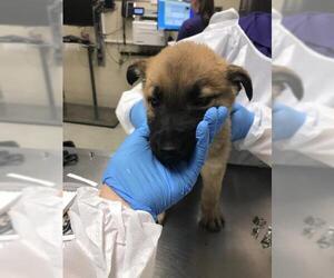 German Shepherd Dog-Unknown Mix Dogs for adoption in Conroe, TX, USA