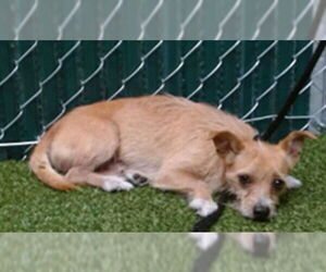 Chihuahua-Unknown Mix Dogs for adoption in Downey, CA, USA