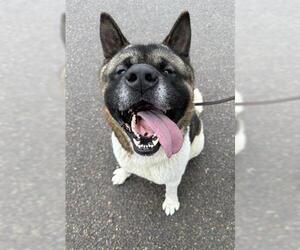 Akita Dogs for adoption in Chula Vista, CA, USA