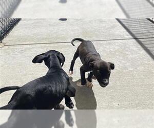 American Pit Bull Terrier-Unknown Mix Dogs for adoption in Tulsa, OK, USA