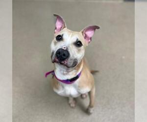 American Pit Bull Terrier Dogs for adoption in Aurora, CO, USA