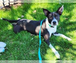 American Pit Bull Terrier-Unknown Mix Dogs for adoption in Minneapolis, MN, USA