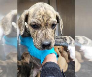 Mutt Dogs for adoption in San Antonio, TX, USA