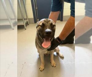 German Shepherd Dog-Unknown Mix Dogs for adoption in Corpus Christi, TX, USA