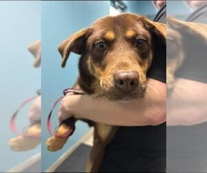 Labsky Dogs for adoption in Newton, NC, USA