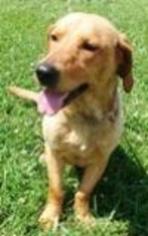 Basset Retriever Dogs for adoption in Wheaton, IL, USA