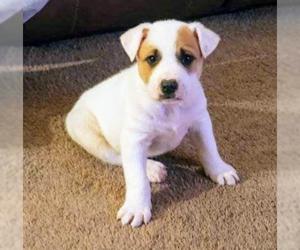 American Bulldog-Red Heeler Mix Dogs for adoption in Pena Blanca, NM, USA