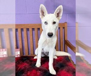 Huskies -white german shepherd Mix Dogs for adoption in Genesee, WI, USA