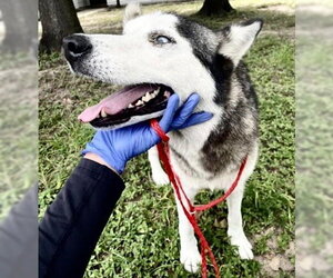 Siberian Husky Dogs for adoption in Houston, TX, USA