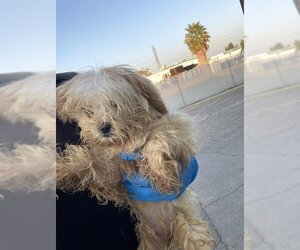 Shih Tzu Dogs for adoption in Bakersfield, CA, USA