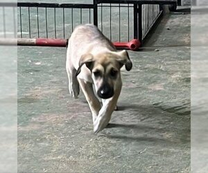 German Shepherd Dog Dogs for adoption in Spring, TX, USA
