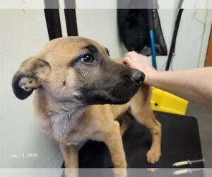 Catahoula Leopard Dog-Unknown Mix Dogs for adoption in Santa Cruz, CA, USA