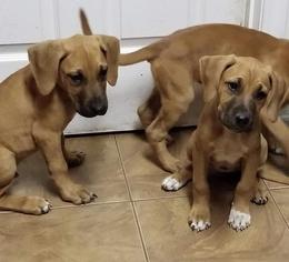 Labloodhound Dogs for adoption in Pembroke, GA, USA