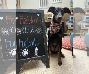 Doberman Pinscher Dogs for adoption in Buffalo, MN, USA