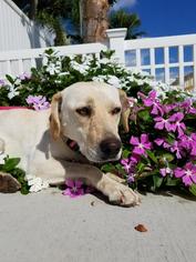 Medium Photo #1 Labrador Retriever Puppy For Sale in Newport Beach, CA, USA