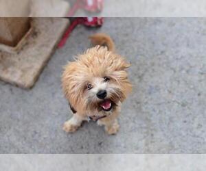 Mal-Shi Dogs for adoption in Landenberg, PA, USA