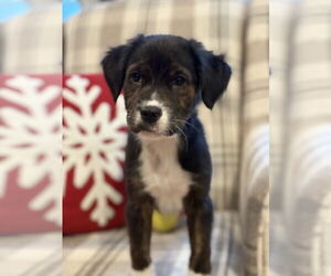 American Bulldog-Labrador Retriever Mix Dogs for adoption in Tarrytown, GA, USA