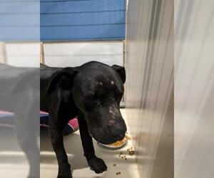 Mutt Dogs for adoption in Bakersfield, CA, USA