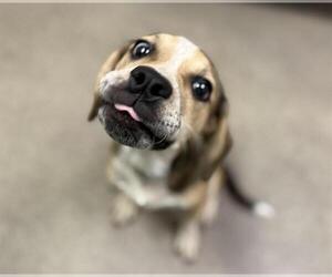 Beagle-Unknown Mix Dogs for adoption in HESPERIA, CA, USA